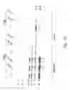 Fig. 20 - Functional Mutations In Respiratory Syncytial Virus