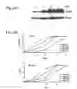 Fig. 24 - Functional Mutations In Respiratory Syncytial Virus