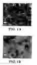 Fig. 02 - HIGH SURFACE AREA, ELECTRICALLY CONDUCTIVE NANOCARBON-SUPPORTED METAL OXIDE