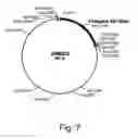 Fig. 08 - Polypeptides having lipase activity and polynucleotides encoding same