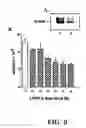 Fig. 08 - METHODS FOR REDUCING GNRH-POSITIVE TUMOR CELL PROLIFERATION