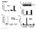 Fig. 02 - Method for screening compounds to determine those which enhance islet cell activity and/or survival and uses therefor