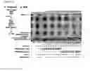 Fig. 84 - Compositions and methods of treating neoplasia