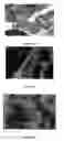 Fig. 09 - COMPOSITIONS COMPRISING INOSINE AND OROTIC ACID AND METHODS OF USE THEREOF FOR THE TREATMENT OF CERTAIN HEART CONDITIONS AND ENHANCEMENT OF WORK CAPACITY