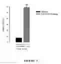 Fig. 04 - Sigma receptor inhibitors