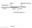 Fig. 02 - Sigma receptor inhibitors