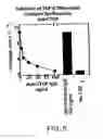Fig. 07 - Connective Tissue Growth Factor Fragments and Methods and Uses Thereof