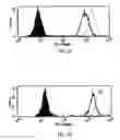 Fig. 12 - Telomere-encoding synthetic DNA nanocircles, and their use for the elongation of telomere repeats