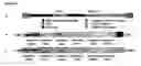 Fig. 02 - Tissue specific gene therapy treatment