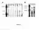 Fig. 17 - Genetic suppression and replacement