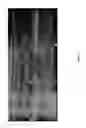 Fig. 19 - Genetic suppression and replacement
