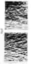 Fig. 03 - ORAL COMPOSITION WITH AN ANTIAGEING EFFECT ON THE SKIN
