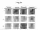 Fig. 17 - Composition for treating atopic dermatitis comprising hirsutenone as an active ingredient
