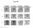 Fig. 18 - Composition for treating atopic dermatitis comprising hirsutenone as an active ingredient