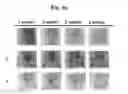 Fig. 23 - Composition for treating atopic dermatitis comprising hirsutenone as an active ingredient