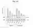 Fig. 43 - Composition for treating atopic dermatitis comprising hirsutenone as an active ingredient