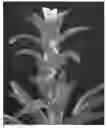 Fig. 01 - hybrid named ‘TECHNO’