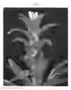 Fig. 03 - hybrid named ‘TECHNO’