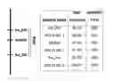 Fig. 01 - MARKERS ASSOCIATED WITH SOYBEAN RUST RESISTANCE AND METHODS OF USE THEREFOR