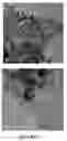 Fig. 05 - Microbially-mediated method for synthesis of non-oxide semiconductor nanoparticles