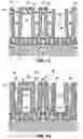 Fig. 08 - Semiconductor devices and structures including at least partially formed container capacitors and methods of forming the same