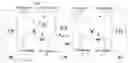 Fig. 01 - Method for estimating channels in two-hop MIMO AF networks