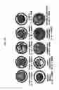 Fig. 22 - Embryo quality evaluation assistance system, embryo quality evaluation assistance apparatus and embryo quality evaluation assistance method
