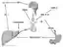 Fig. 01 - Methods for promoting growth and survival of insulin-secreting cells