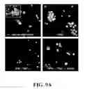 Fig. 15 - Methods for promoting growth and survival of insulin-secreting cells