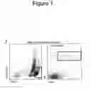 Fig. 07 - Methods and compositions for stem cell self-renewal