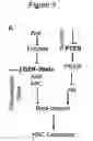 Fig. 16 - Methods and compositions for stem cell self-renewal