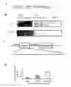Fig. 01 - COMPOSITIONS AND METHODS FOR TREATING CARDIOVASCULAR DISEASE
