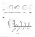 Fig. 06 - COMPOSITIONS AND METHODS FOR TREATING CARDIOVASCULAR DISEASE