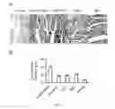 Fig. 08 - COMPOSITIONS AND METHODS FOR TREATING CARDIOVASCULAR DISEASE