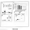 Fig. 06 - Immunophilin Ligands and Methods for Modulating Immunophilin and Calcium Channel Activity