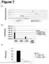 Fig. 08 - Human monoclonal antibody human CD134 (OX40) and methods of making and using same