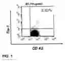 Fig. 02 - Method of inhibition of vascular development using an antibody