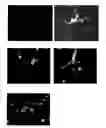 Fig. 01 - Engineered scFv against bovine herpes virus type I