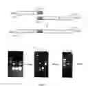 Fig. 02 - Engineered scFv against bovine herpes virus type I