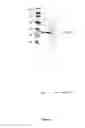 Fig. 04 - Engineered scFv against bovine herpes virus type I
