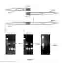 Fig. 07 - Engineered scFv against bovine herpes virus type I