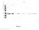 Fig. 10 - Engineered scFv against bovine herpes virus type I