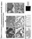 Fig. 02 - METHODS OF TREATING, DIAGNOSING OR DETECTING CANCER