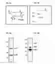Fig. 02 - Babesia Subtilisin