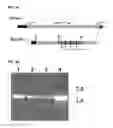 Fig. 03 - Babesia Subtilisin