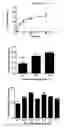 Fig. 02 - Modulation of blood brain barrier protein expression