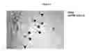 Fig. 07 - USES OF IMMUNOLOGICALLY MODIFIED SCAFFOLD FOR TISSUE PREVASCULARIZATION CELL TRANSPLANTATION