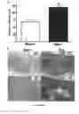Fig. 09 - Pharmaceutical compositions and methods for treating erectile dysfunction