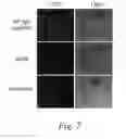Fig. 08 - Polymer-encapsulated reverse micelles