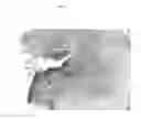 Fig. 28 - Treatment of Wounds and Compositions Employed